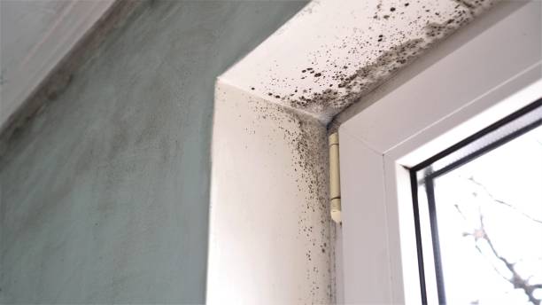 Best White Mold Remediation in Westfield, IN