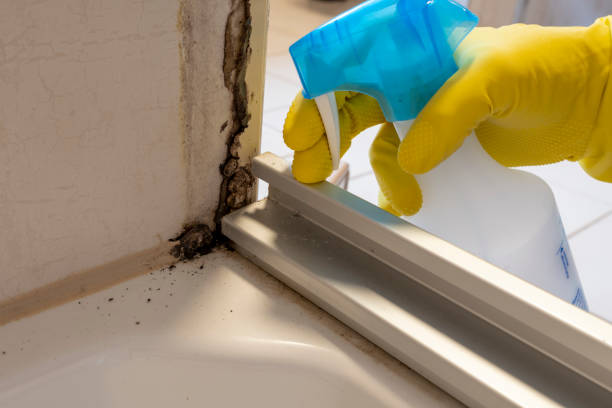 Best Residential Mold Remediation in Westfield, IN