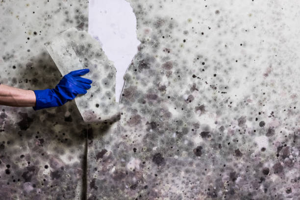 Best Black Mold Remediation in Westfield, IN